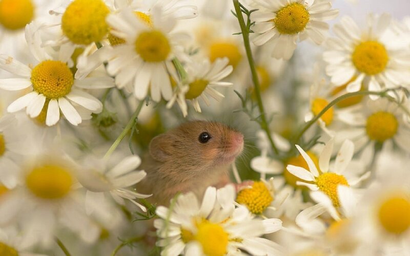 Small Mouse in Flowers — White