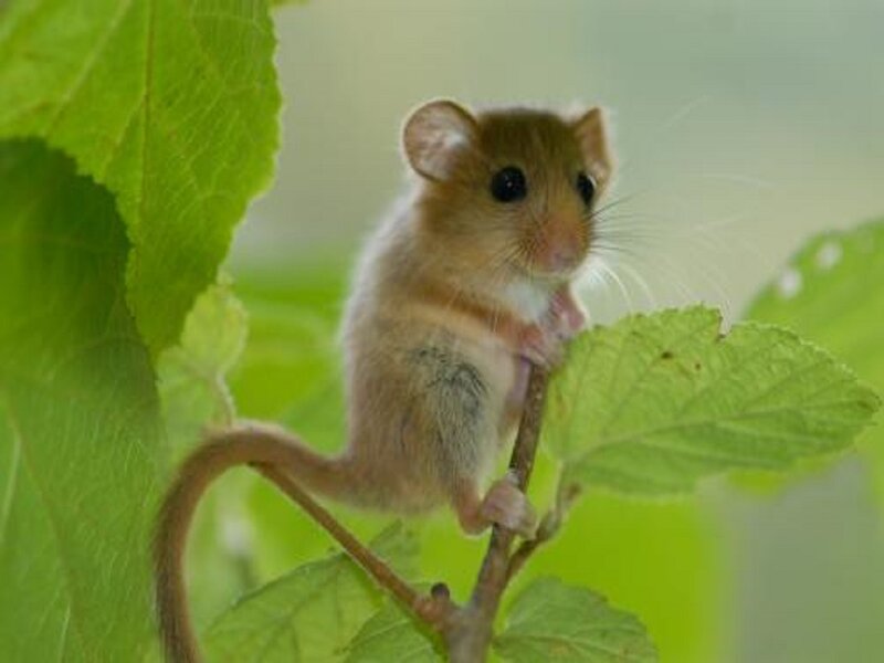 Small Mouse on Branch — Green