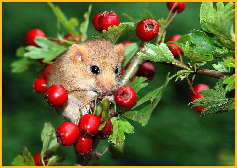 Small Mouse on Branch