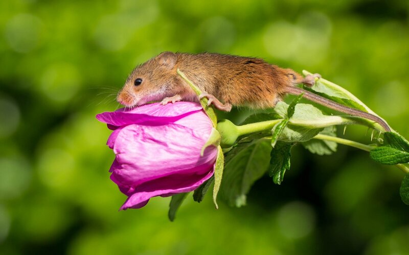 Small Mouse on Flower