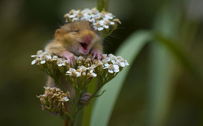 Small Mouse on Flowers — Green