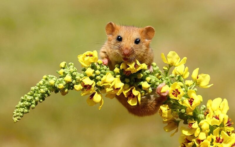Small Mouse on Flowers — Yellow