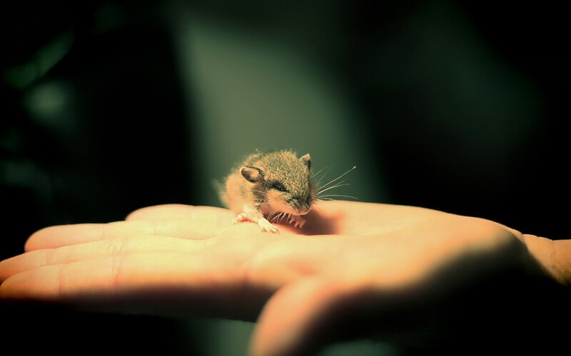 small mouse on hand