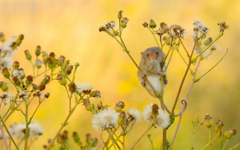Small Mouse on Plant