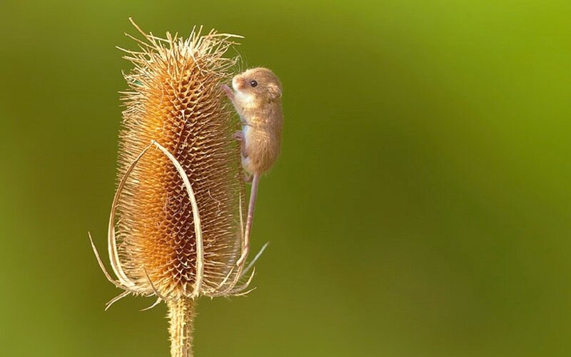 Small Mouse on Thistle