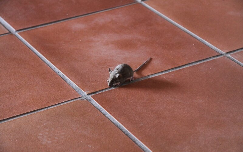 small mouse on tiled floor