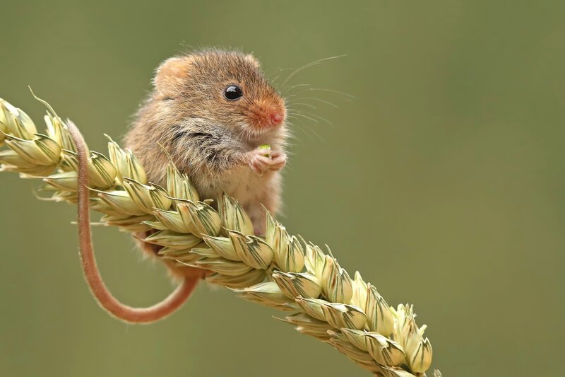 Small Mouse on Wheat — Brown
