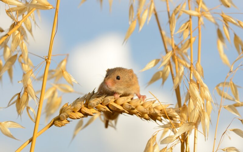 Small Mouse on Wheat — Yellow