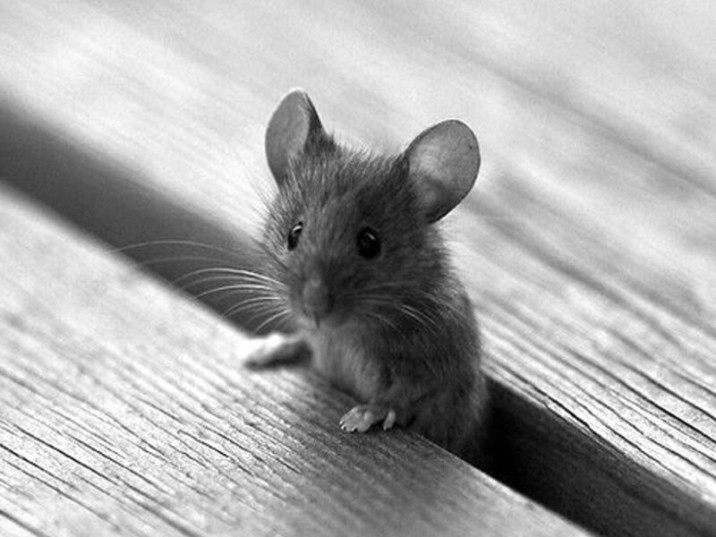 Small Mouse on Wood