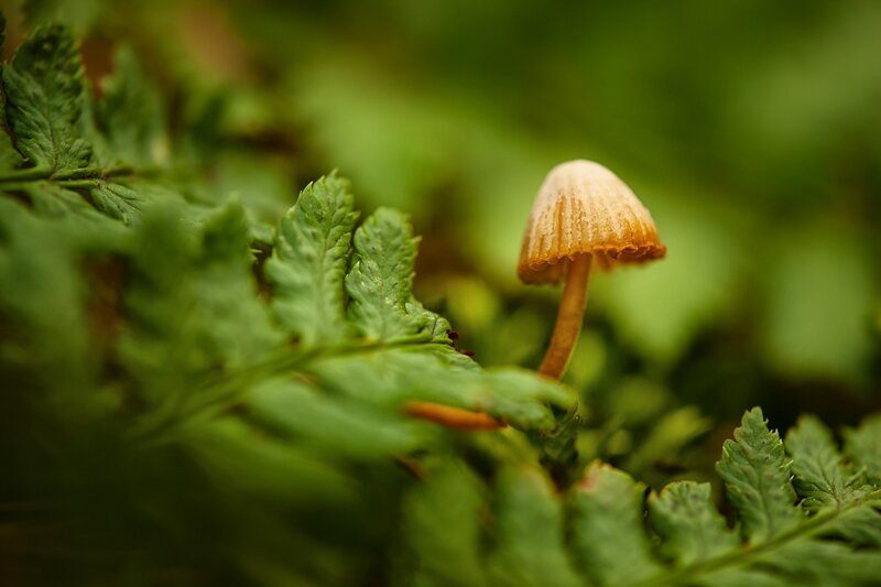 Small Mushroom in Ferns
