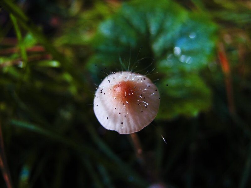 Small Mushroom in Forest