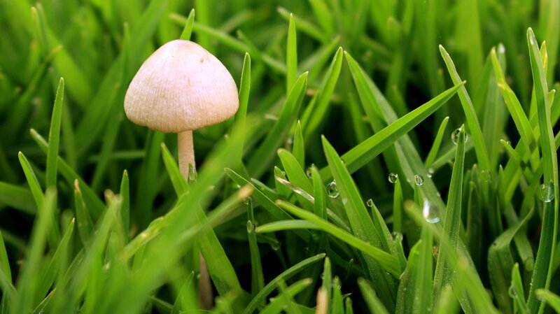 Small Mushroom in Grass