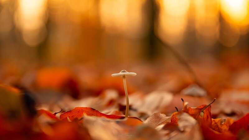Small Mushroom in Leaves