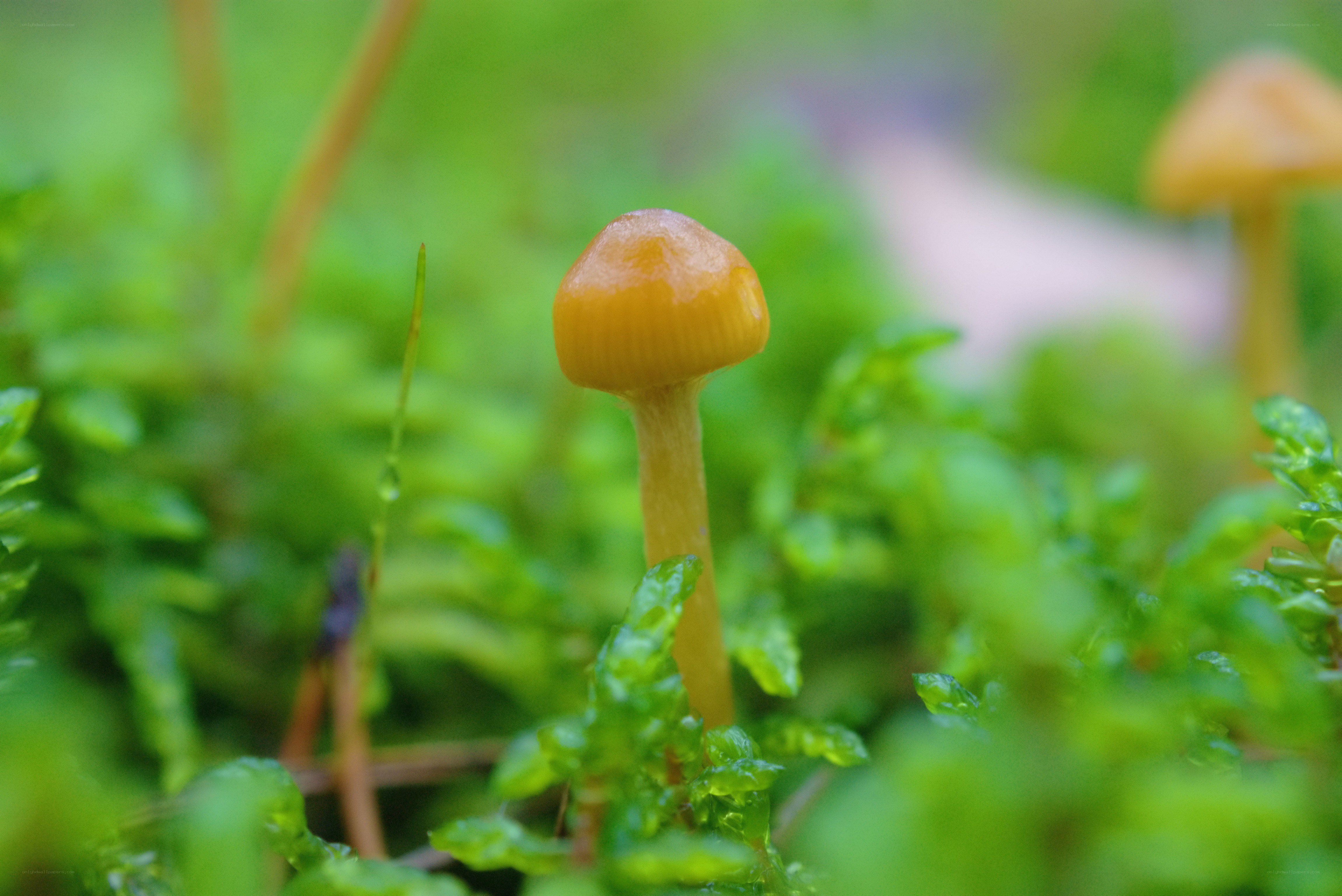 Small mushroom in moss