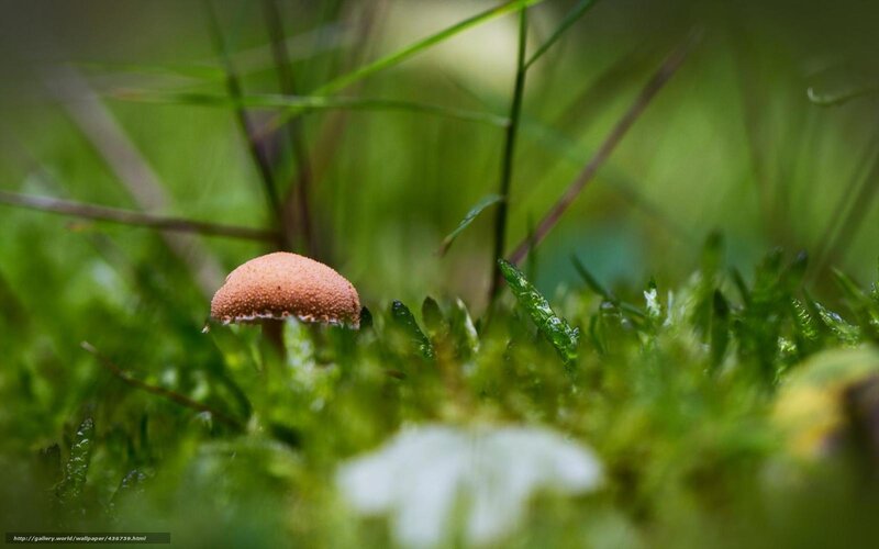 Small Mushroom in Moss — Green, Serene, Morning