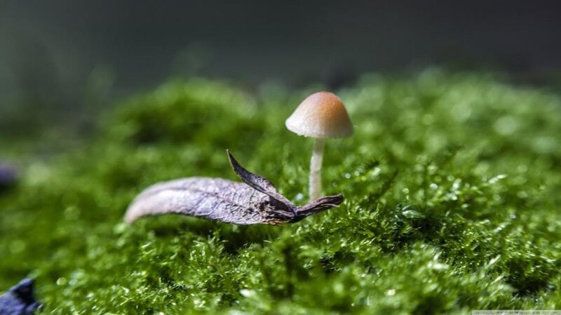 Small Mushroom in Moss — Green, Serene, Photograph, Leaf