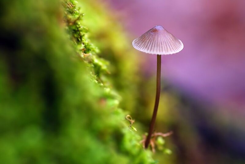 Small Mushroom in Moss — Green, Serene, Photograph