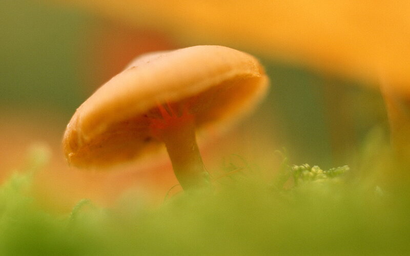 Small Mushroom in Moss — Green, Serene