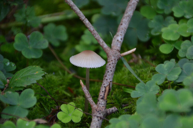 Small Mushroom in Moss — Green
