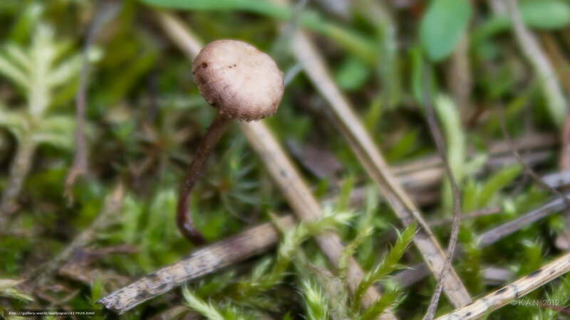 small mushroom in moss