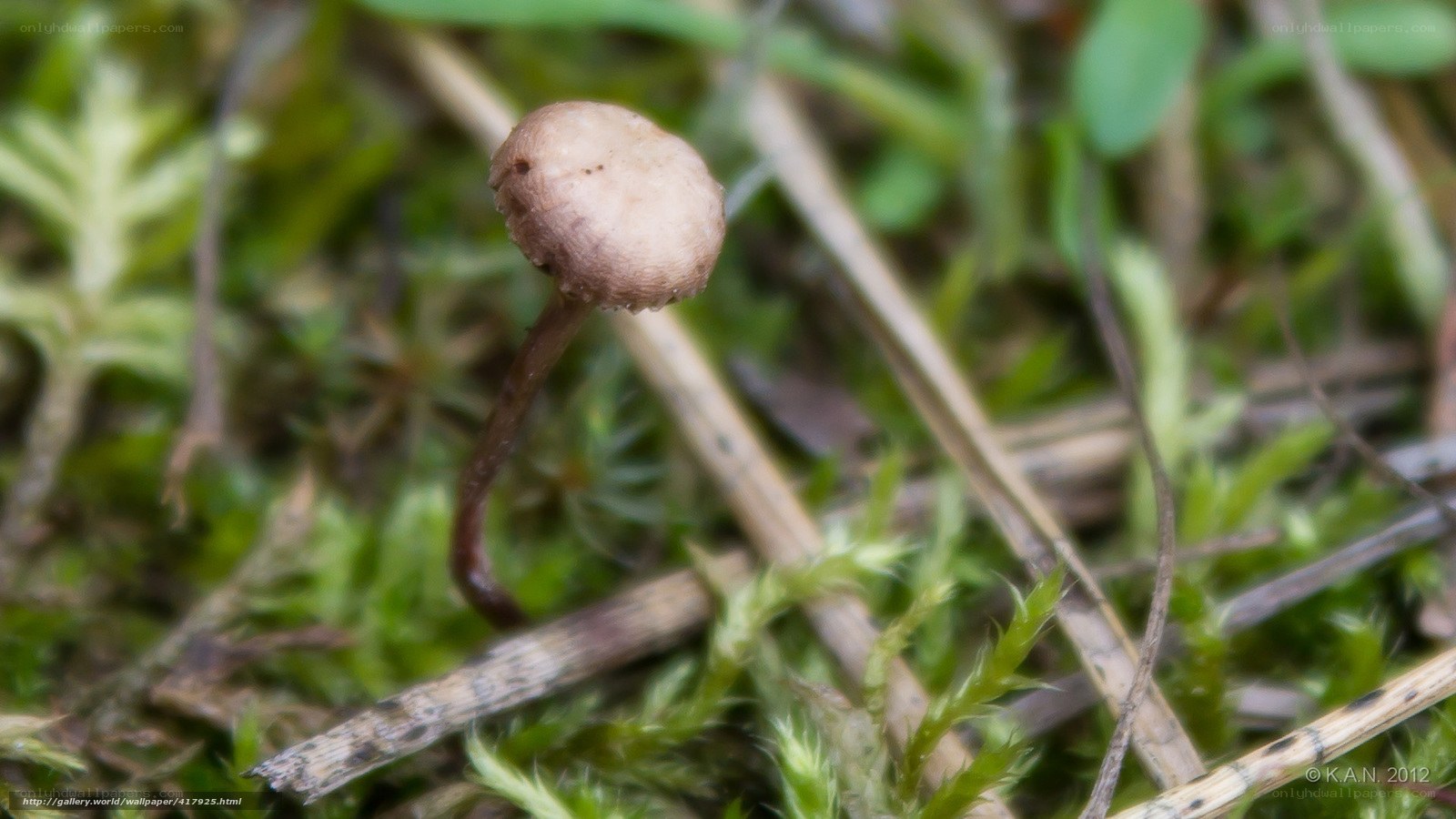 small mushroom in moss