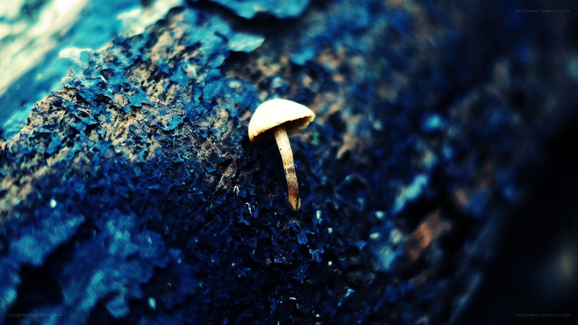 small mushroom on decaying wood