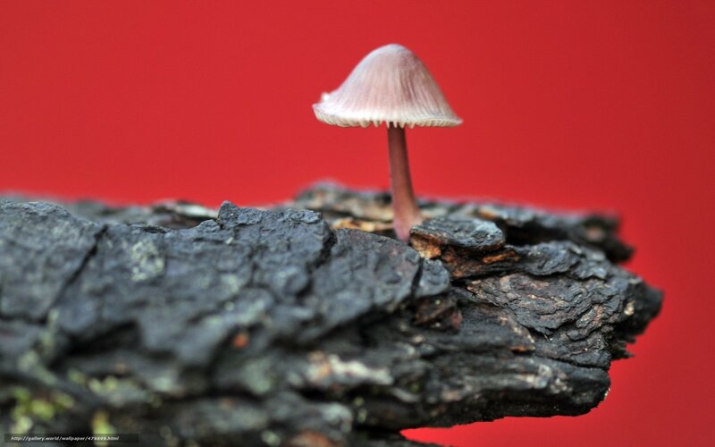 Small Mushroom on Log