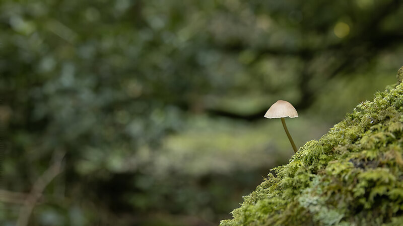 Small Mushroom on Moss — Green