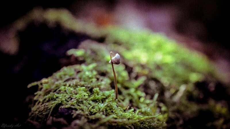 Small Mushroom on Moss