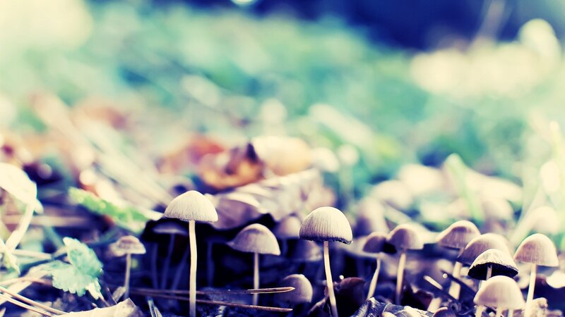 Small Mushrooms in Forest — Green, Serene