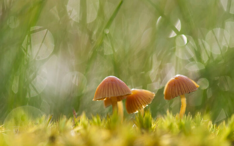 Small Mushrooms in Grass