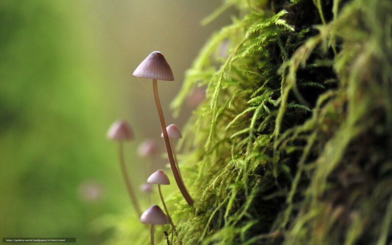 Small Mushrooms in Moss — Green