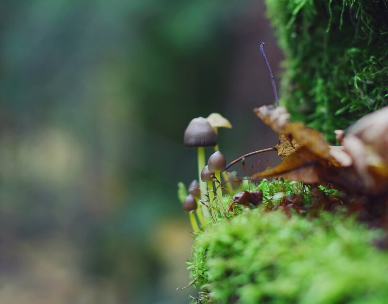 Small Mushrooms in Moss