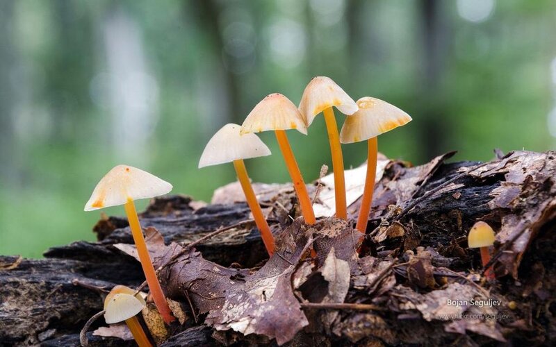 Small Mushrooms on Log