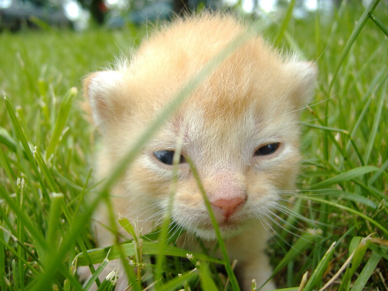 small orange kitten in grass