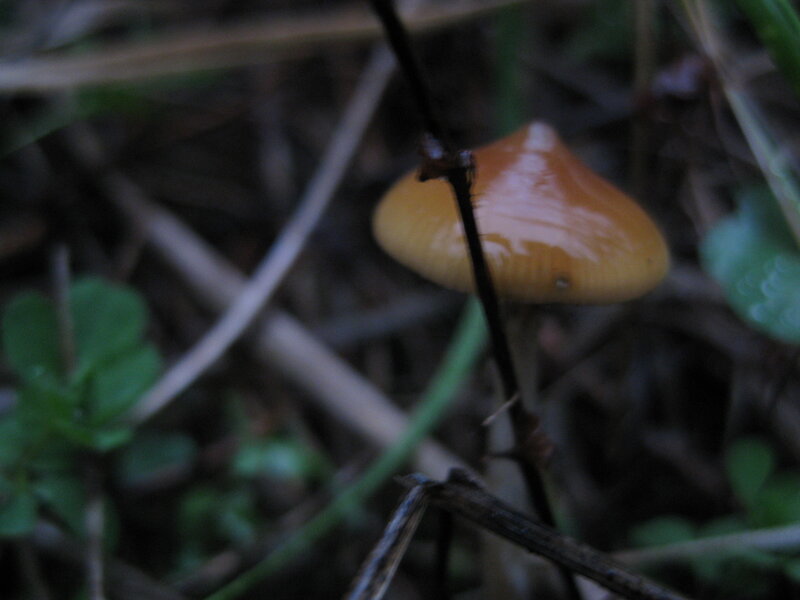 Small Orange Mushroom