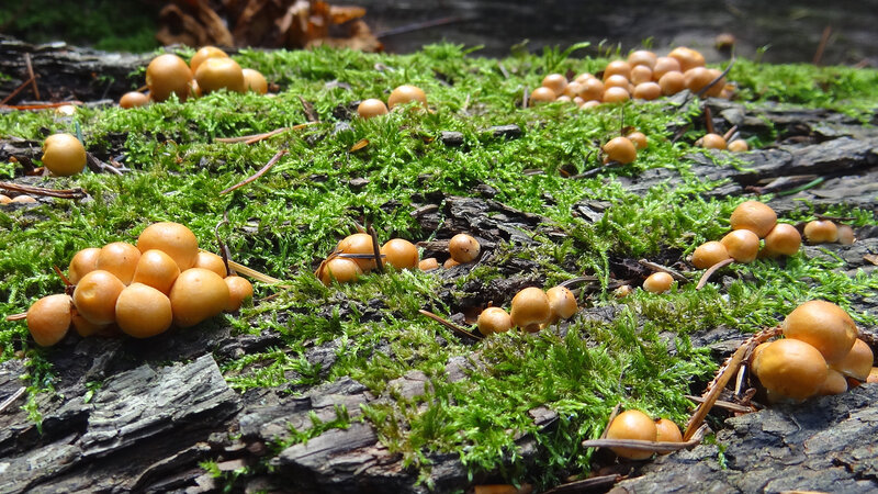 Small Orange Mushrooms