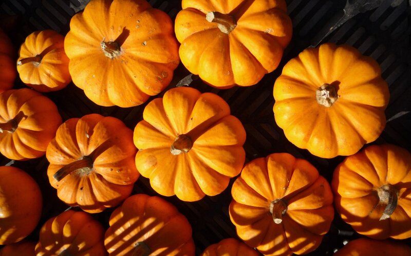 Small Orange Pumpkins