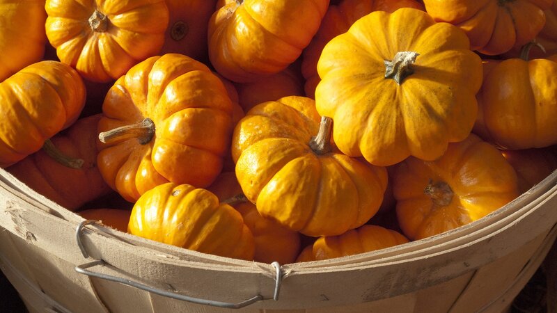 Small Orange Pumpkins — Warm, Afternoon