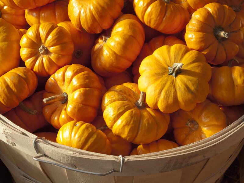Small Orange Pumpkins — Warm