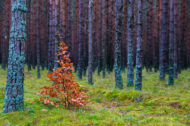 Small Orange Tree