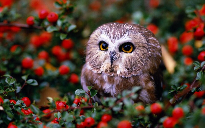 Small Owl in Berries