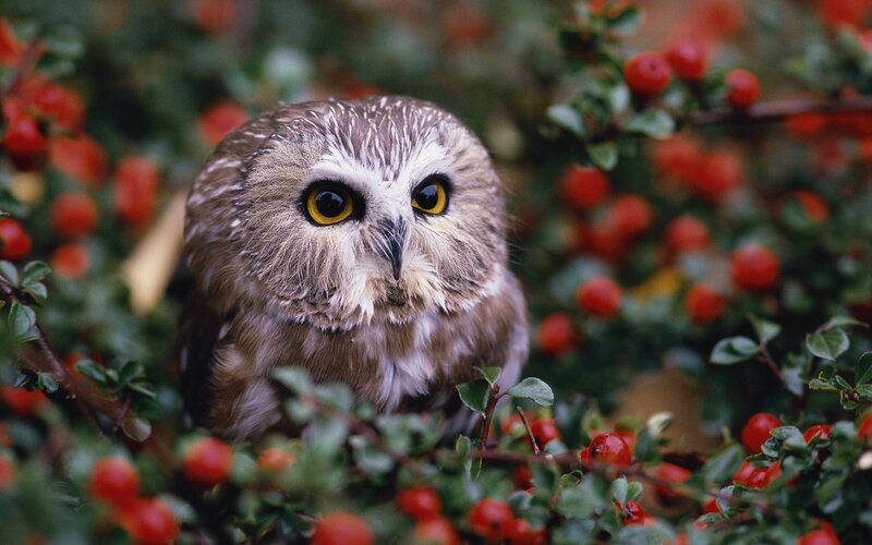 Small Owl in Bush — Brown, Alert, Autumn, Photograph, Red Berries