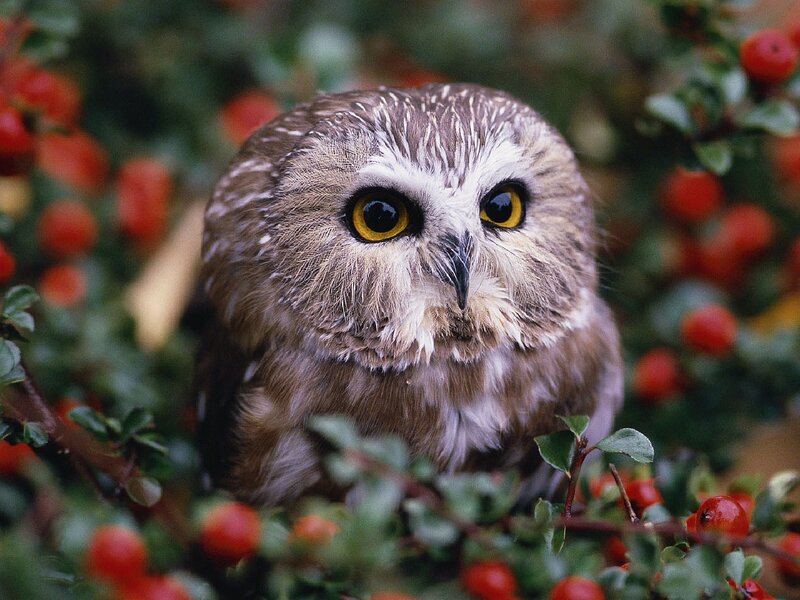 Small Owl in Bush — Brown, Alert