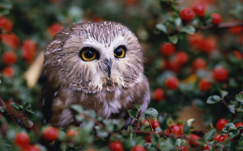 Small Owl in Bush — Brown, Calm, Autumn