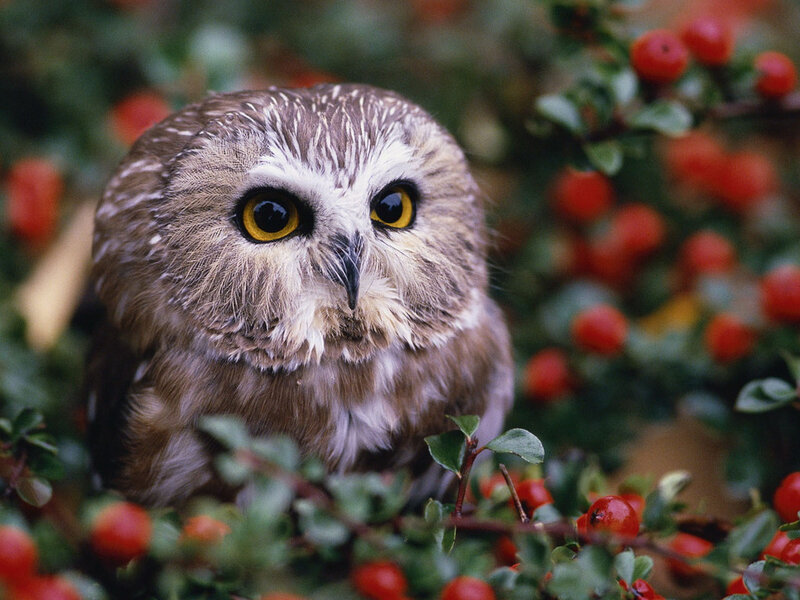 Small Owl in Bush