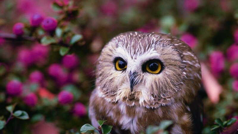 Small Owl in Flowers