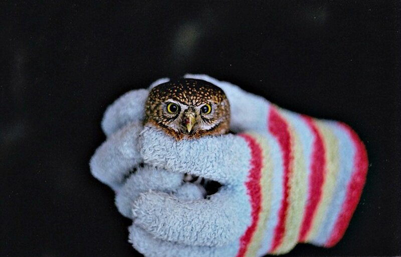 Small Owl in Glove