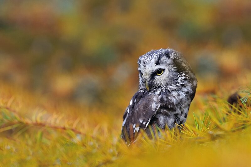 Small Owl in Grass