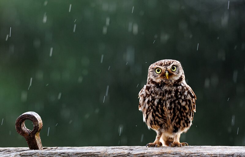 Small Owl in Rain
